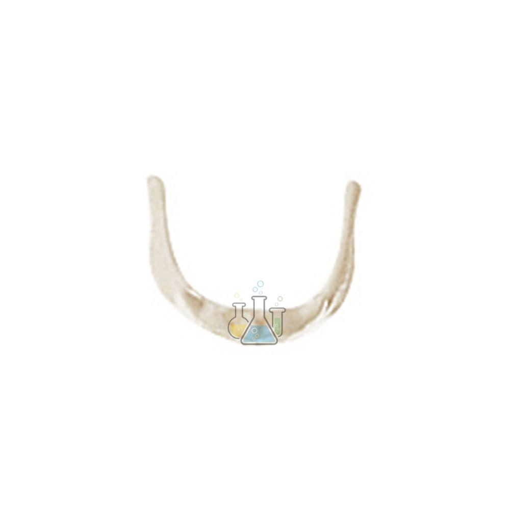 Hyoid Bone Model